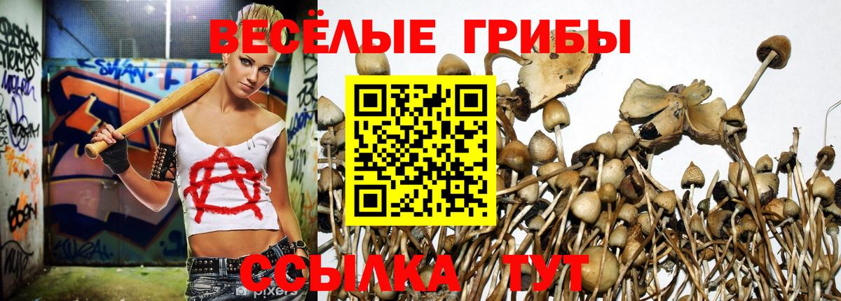 Псилоцибиновые грибы Psilocybine cubensis Кудрово